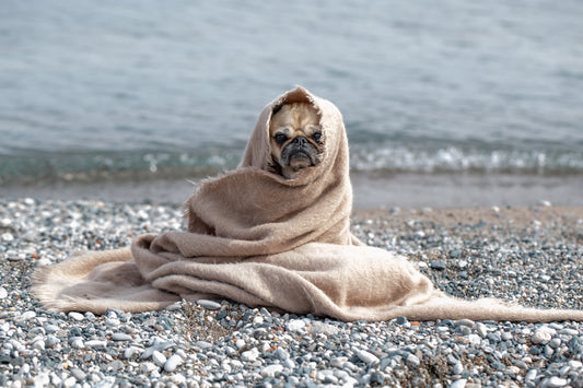 Pug on the beach