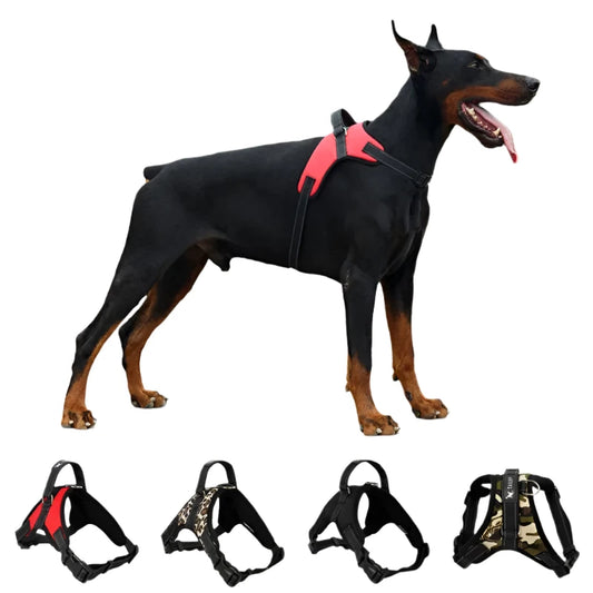 Dog with harness